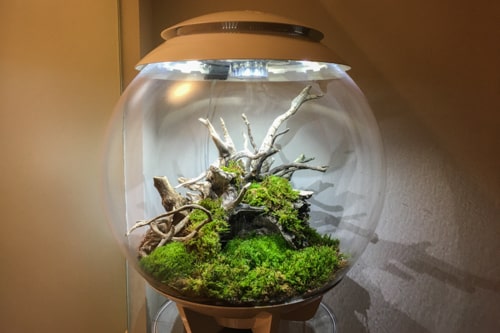 キューブ型水槽