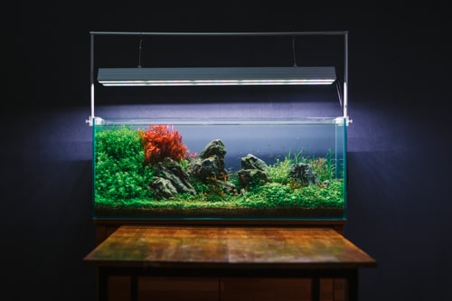 アクアリウム水槽